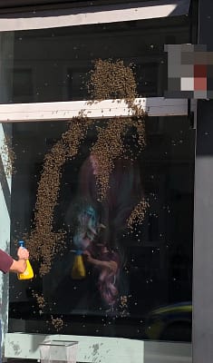 Heidelberg-Neuenheim: Ein Bienenschwarm auf Abwegen